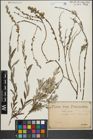 Foto von Salix repens subsp. rosmarinifolia (L.) Andersson